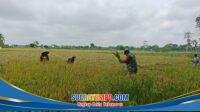 IMG-20260302-WA0056